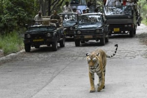 Ranthambore : Tiger Safari Tour in Canter