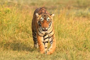 Ranthambore : Tiger Safari Tour in Canter