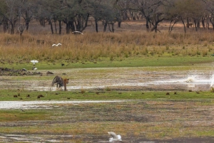 Safari de tigres en Ranthambore en Gypsy/Canter (tour compartido)