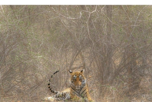 Safari de tigres en Ranthambore en Gypsy/Canter (tour compartido)