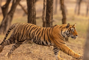 Safari de tigres en Ranthambore en Gypsy/Canter (tour compartido)