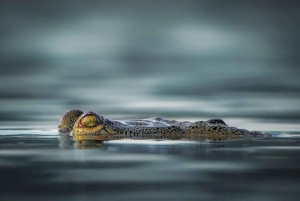 Safari de tigres en Ranthambore en Gypsy/Canter (tour compartido)