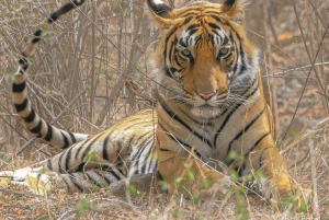 Safari de tigres en Ranthambore en Gypsy/Canter (tour compartido)