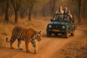 Ranthambore tigersafari i åbent køretøj med dyrelivsguide