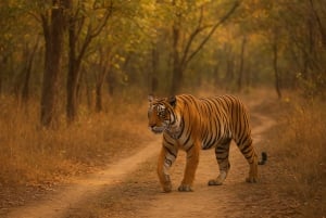 Ranthambore tigersafari i åbent køretøj med dyrelivsguide