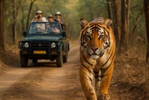 Ranthambore tigersafari i åbent køretøj med dyrelivsguide