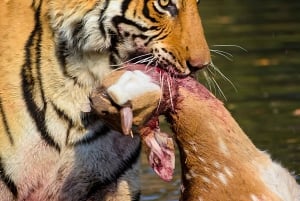 Ranthambore tigersafari i åbent køretøj med dyrelivsguide
