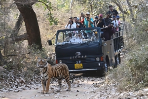 Safári de tigres em Ranthambore num veículo aberto com guia de vida selvagem