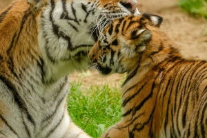 Сафари с гидом по заповеднику Рантхамбор