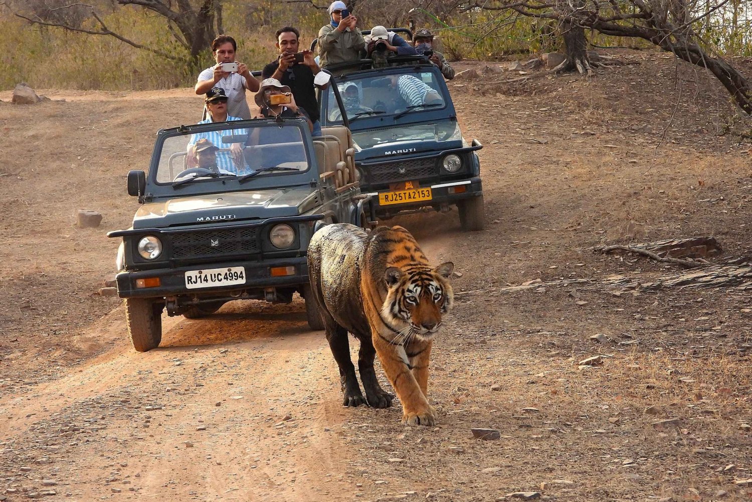 Ranthambore : Tiger Safari Tour in Gypsy