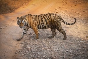 Ranthambore : Tiger Safari Tour in Gypsy