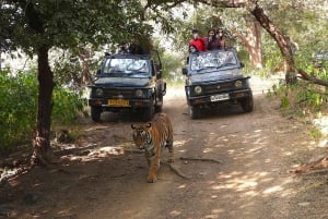 Ranthambore : Tiger Safari Tour in Gypsy