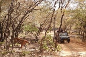 Ranthambore : Tiger Safari Tour in Gypsy