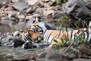 Ranthambore : Tiger Safari Tour in Gypsy