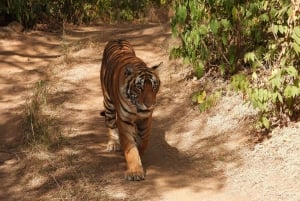 Ranthambore : Tiger Safari Tour in Gypsy