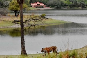 Ranthambore : Tiger Safari Tour in Gypsy