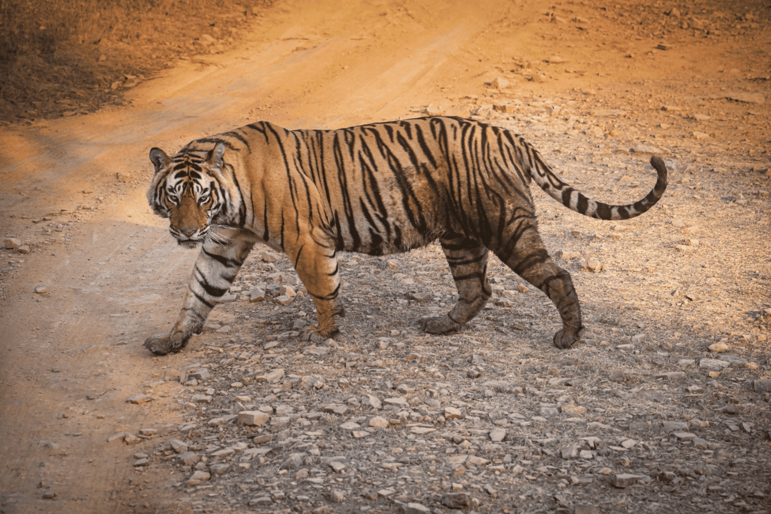 Ranthambore : Safari de tigres dans le parc national de Ranthambore
