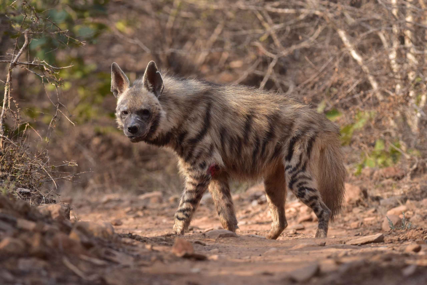 Ranthambore : Safari de tigres dans le parc national de Ranthambore