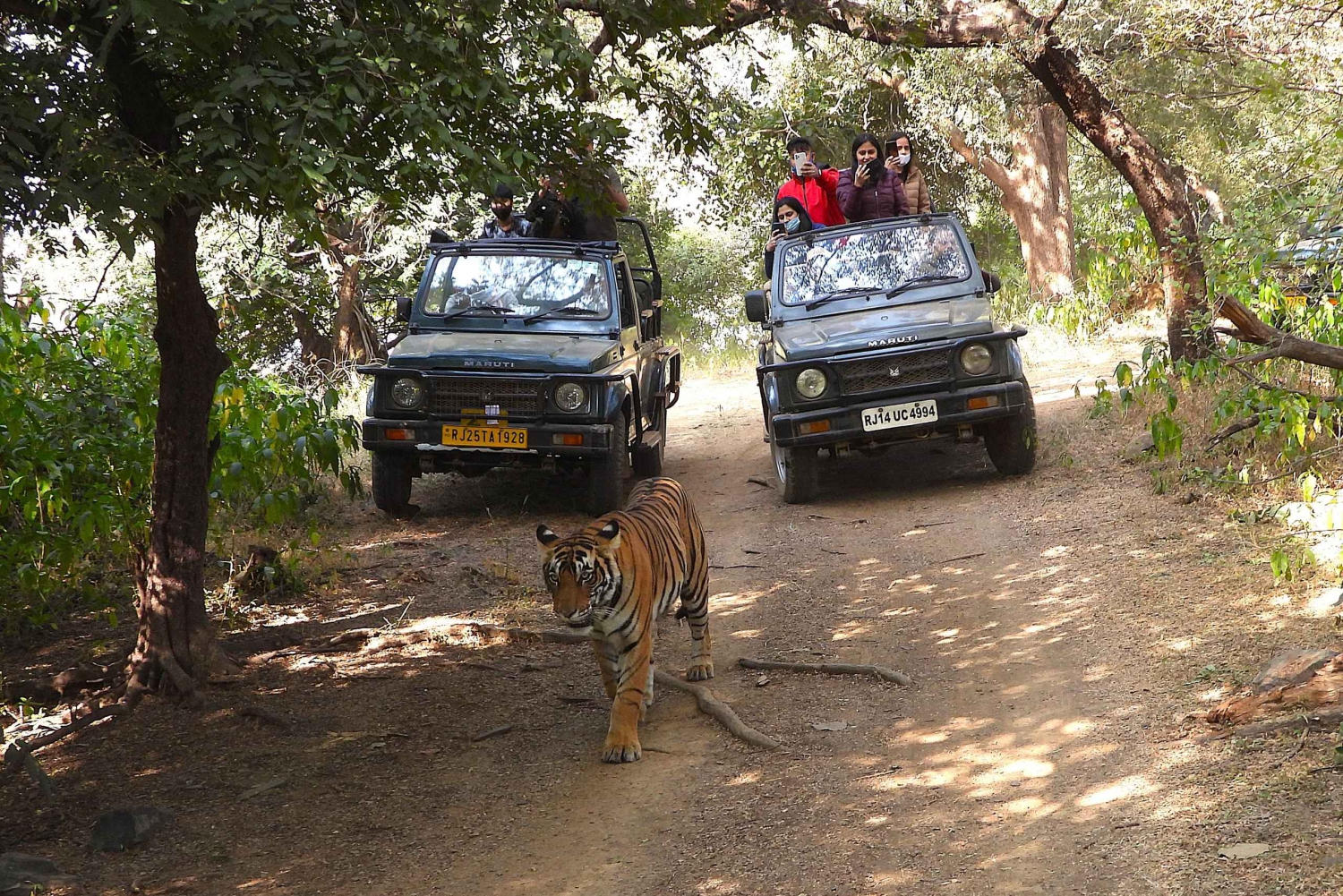Ranthambore : Safari de tigres dans le parc national de Ranthambore
