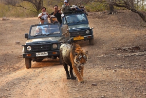 Ranthambore : Safari de tigres dans le parc national de Ranthambore