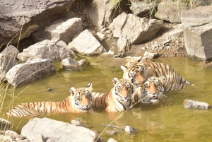 Ranthambore : Safari de tigres dans le parc national de Ranthambore