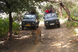 Ranthambore : Safari de tigres dans le parc national de Ranthambore