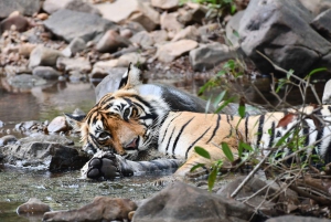Ranthambore : Safari de tigres dans le parc national de Ranthambore