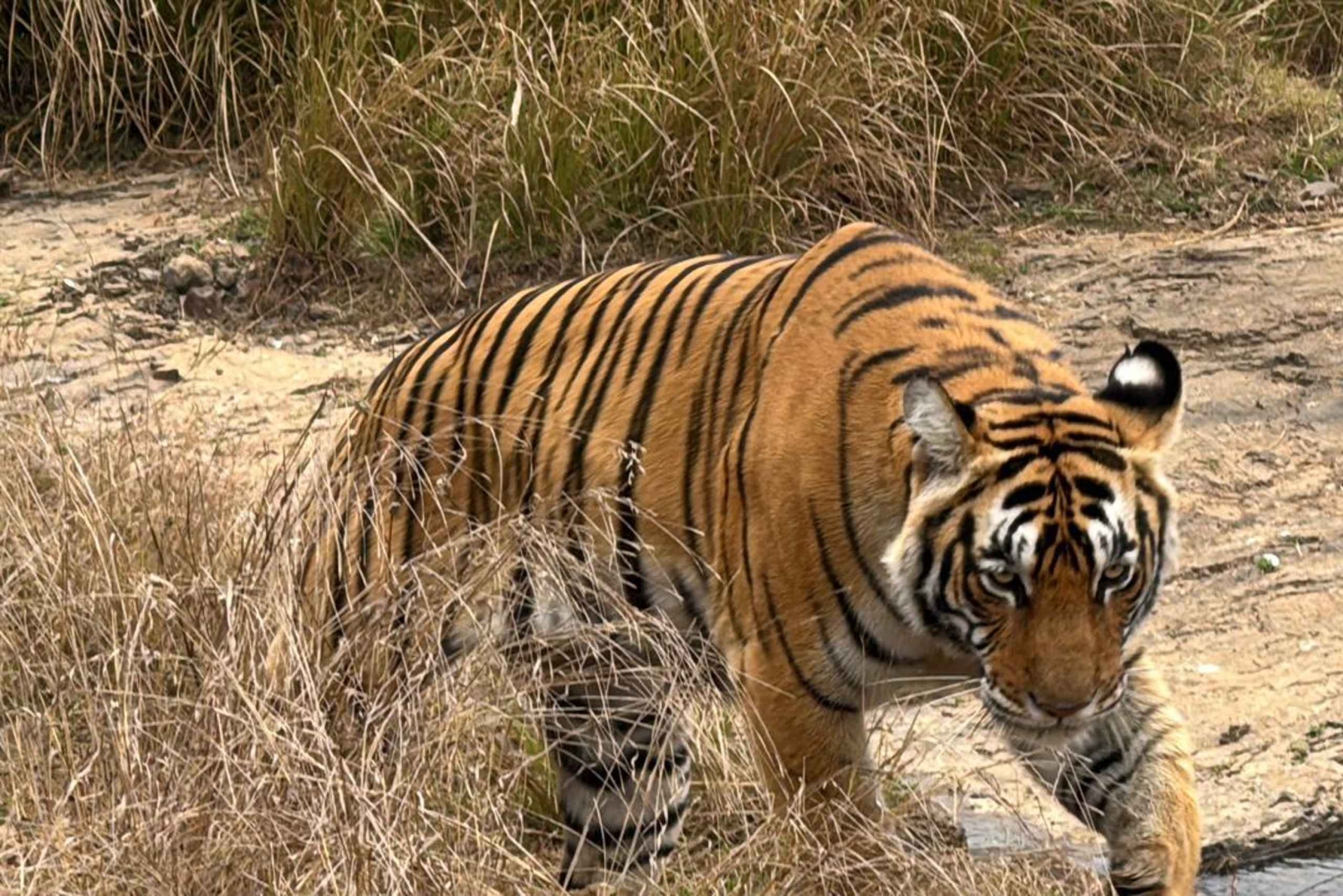 Ranthambore: Excursão de safari com tigres