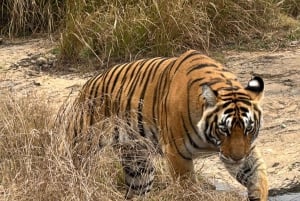 Ranthambore: Tijgersafari