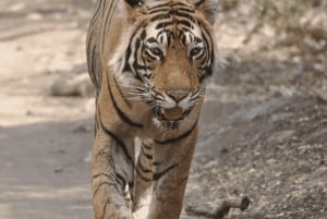 Ranthambore: Tijgersafari