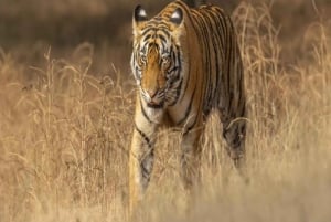 Ranthambore: Tijgersafari