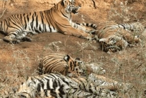 Ranthambore: Tijgersafari