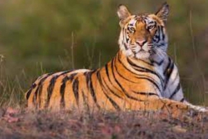 Safari z tygrysem w Ranthambore