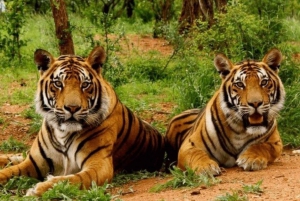 Safári com tigres de Ranthambore