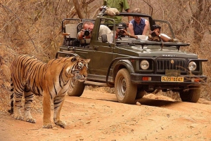 Safari z tygrysem w Ranthambore