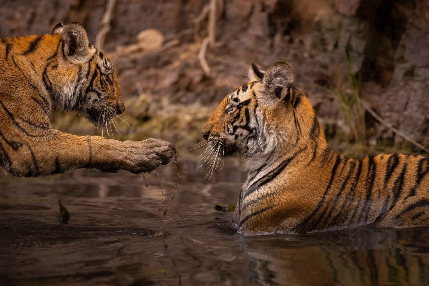ランサムボル自然保護区プライベートジープサファリ