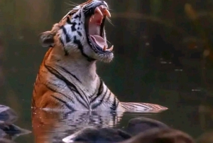 ランサムボル自然保護区プライベートジープサファリ