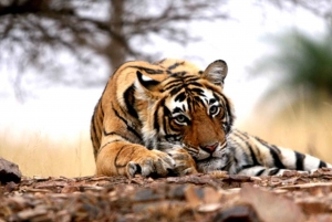 New Delhi: Jim Corbett National Park Safari (Tiger) Spotting