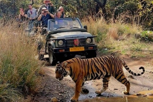 New Delhi: Jim Corbett National Park Safari (Tiger) Spotting