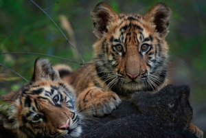 New Delhi: Jim Corbett National Park Safari (Tiger) Spotting