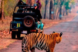 Ranthambore WildLife (tiger safari)Full Day Tour From Jaipur