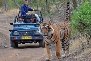 Ranthambore WildLife (tiger safari)Full Day Tour From Jaipur