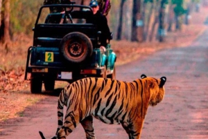 Ranthambore WildLife (tiger safari)Full Day Tour From Jaipur