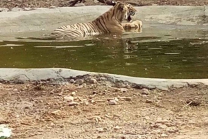 Ranthambore WildLife (tiger safari)Full Day Tour From Jaipur