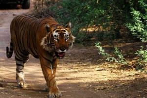 Ranthambore WildLife (tiger safari)Full Day Tour From Jaipur