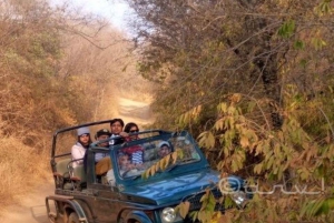 Ranthambore WildLife (tiger safari)Full Day Tour From Jaipur