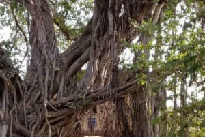 Ranthambore WildLife (tiger safari)Full Day Tour From Jaipur