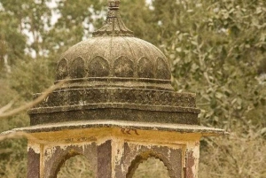 Ranthambore WildLife (tiger safari)Full Day Tour From Jaipur