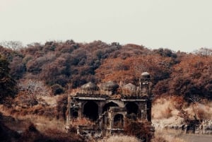 Ranthambore WildLife (tiger safari)Full Day Tour From Jaipur