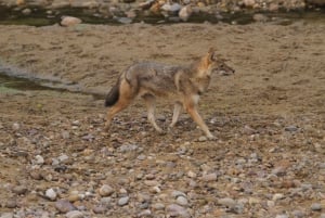 Ranthambore: Wildlife Tour with Twin Safaris & Stay